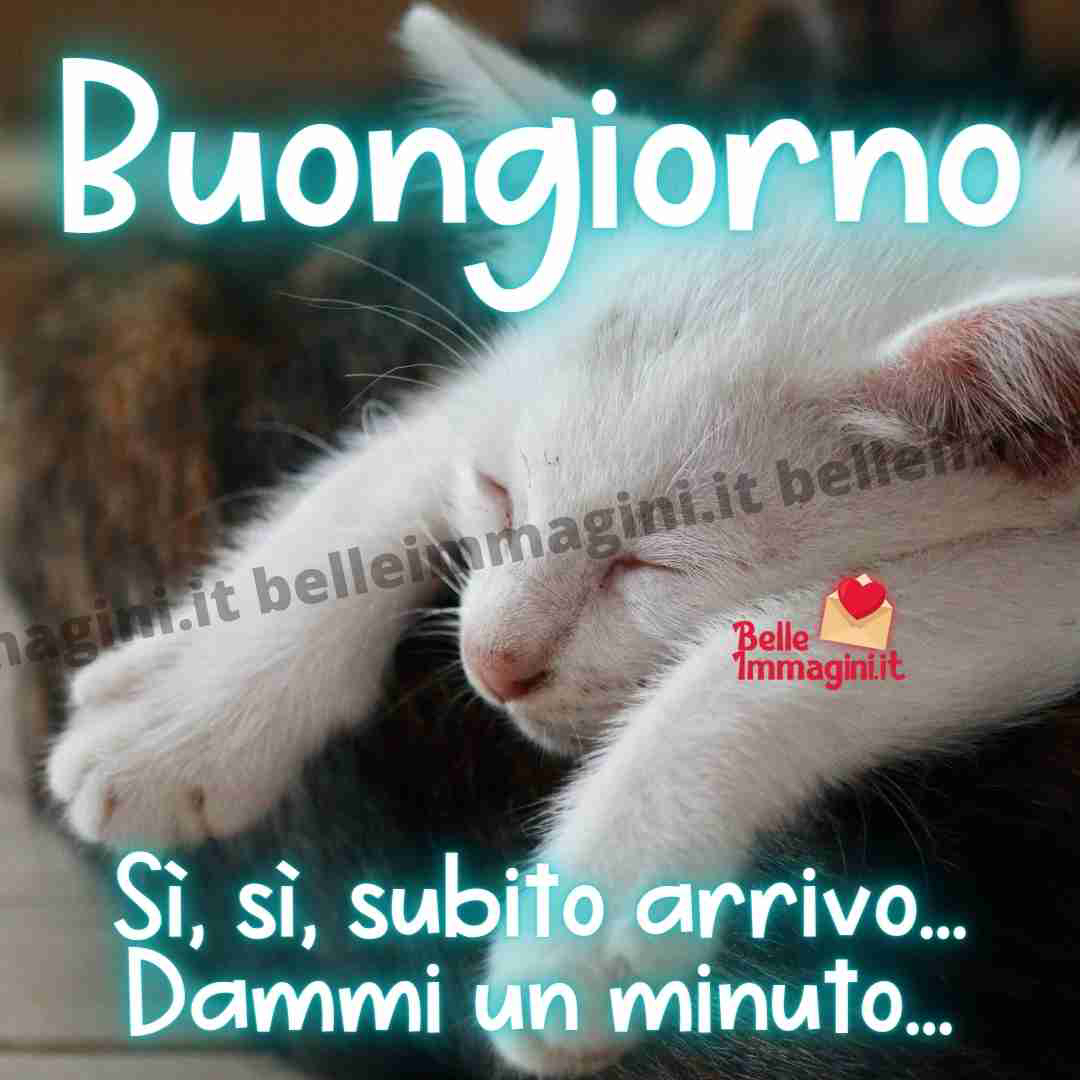 whatsapp buongiorno con gatti